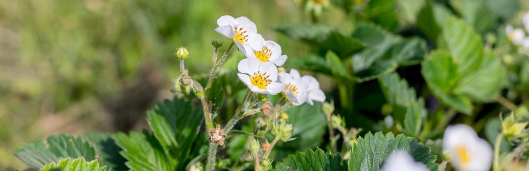 several strawberry flowers on the stem. bushes in garden