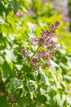 Bunch of violet lilac flower in sunny spring day in front of blue sky