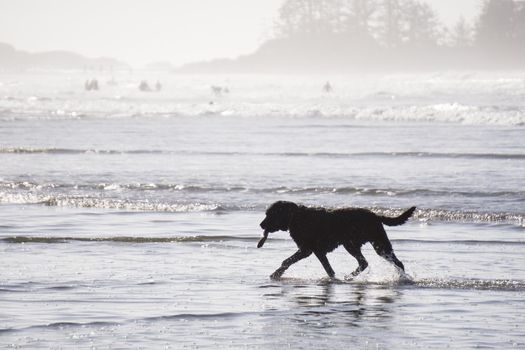 Dog running in the water on a beach in Tofino, Vancouver Island, British Columbia, Canada. Picture taken on a bright, sunny and hazy winter day.