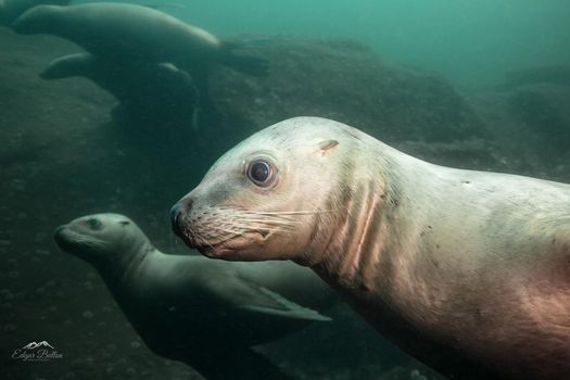 Cute face of a young Sea Lion underwater. Picture taken in Hornby Island, British Columbia, Canada.