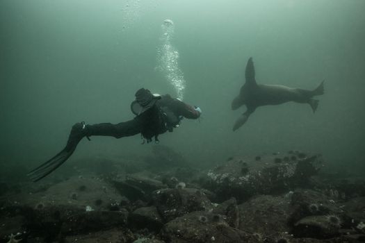 Scuba diver making contact with a Sea Lion underwater. Picture taken in Hornby Island, British Columbia, Canada.
