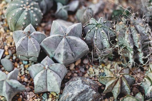 Full frame of Astrophytum cacti. Greyish-green plants with prickles.