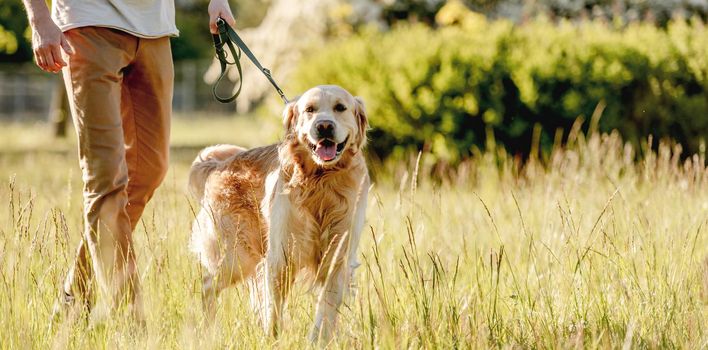 Rear view of man walking golden retriever in sunny nature