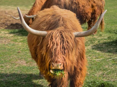 Highland Scottish breed of rustic cattle. Furry cows eat fresh grass in paddock.