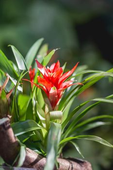 Guzmania or tufted airplant. Bright and colorful flower in bloom.