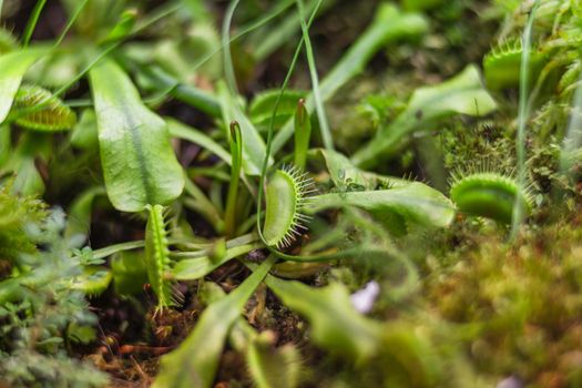 Venus flytrap or Dionaea muscipula, close up photo of carnivorous plant.