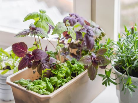 Plastic boxes with arugula and basil seedlings. Growing edible organic herbs and microgreens for healthy nutrition. Gardening on window sill at home.