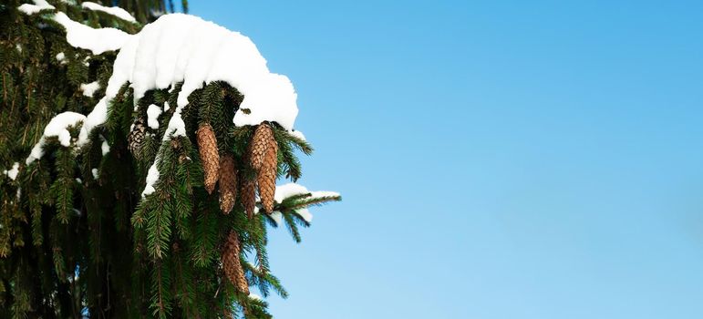 A spruce branch with green needles with cones covered with snow in winter against a blue sky. Christmas composition snow-covered fir branch in the forest