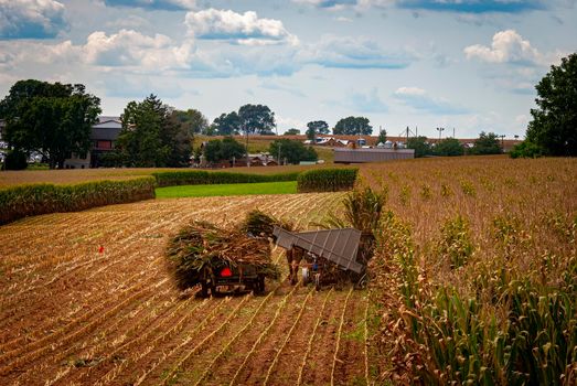 A View of Amish Harvesting There Corn Using Six Horses and Three Men as it was Done Years Ago on a Sunny Fall Day