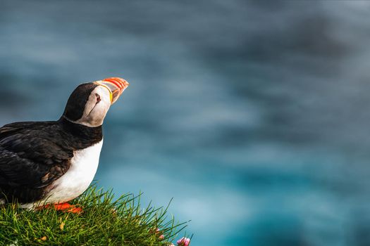 Atlantic puffin also know as common puffin is a species of seabird in the auk family. Iceland, Norway, Faroe Islands, Newfoundland and Labrador in Canada are known to be large colony of this puffin.