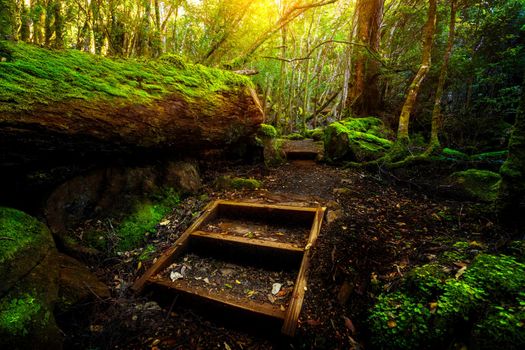 Beautiful path in lush tropical rainforest jungle in Tasman peninsula, Tasmania, Australia. The ancient jurassic age jungle is part of three capes track, famous bush walking of Tasmania, Australia.