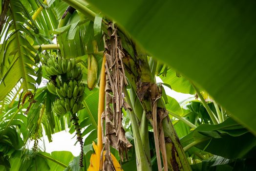 Greenery background, green color of nature plant and leaf environment greenery concept (Banana)