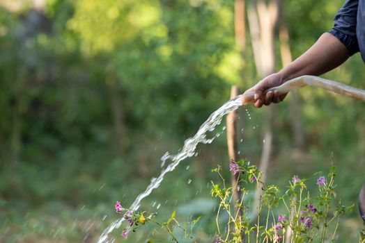 Asian woman gardener watering the lawn plants and trees in agriculture garden for fresh and growth at outdoors countryside