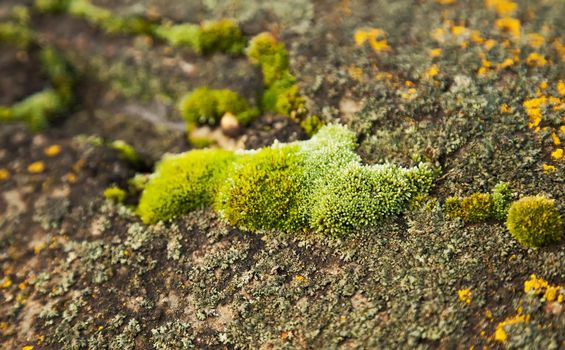 Green moss on the stone. Green mold on a gray old rock. Natural background texture. Texture of a stone wall covered with green moss