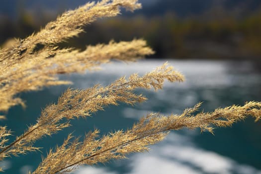 Yellow branch of a plant on a blurred lake background. Nature in the fall.