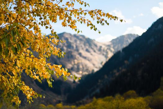 A tree branch with yellow foliage on a background of snowy mountains. Autumn concept nature background.