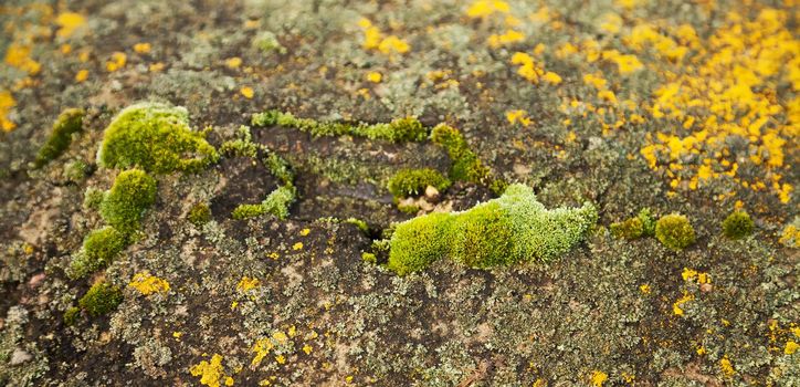 Green moss on the stone. Green mold on a gray old rock. Natural background texture. Texture of a stone wall covered with green moss