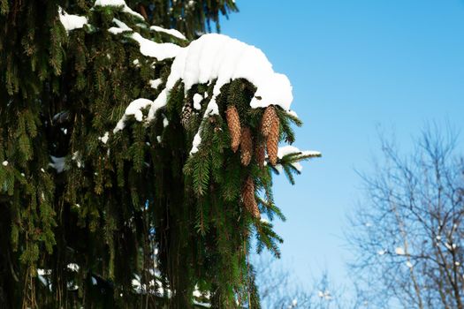 A spruce branch with green needles with cones covered with snow in winter against a blue sky. Christmas composition snow-covered fir branch in the forest
