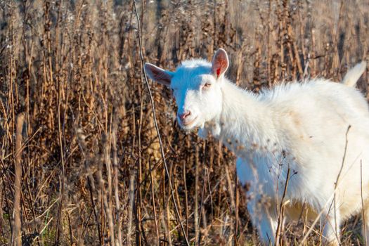 Goat eating withered grass, Livestock on a autmn pasture. White goat. Cattle on a village farm. curiosity. High quality photo