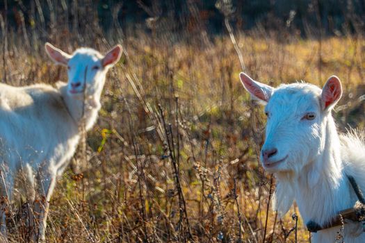 Goat eating withered grass, Livestock on a autmn pasture. A pair of white goats. Cattle on a village farm. High quality photo