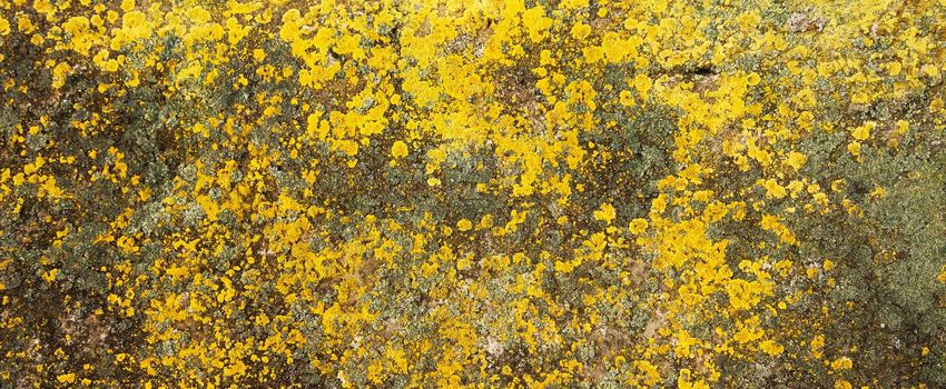 Yellow lichen on the stone. Yellow mold on a gray old rock. Natural background texture. Texture of a stone wall covered with yellow moss