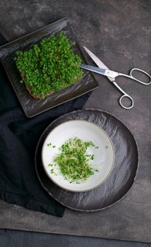Fresh microgreens on a black background. Growing sprouts for a healthy salad. Eat Right, Stay Young and Modern Restaurant Cuisine Concept