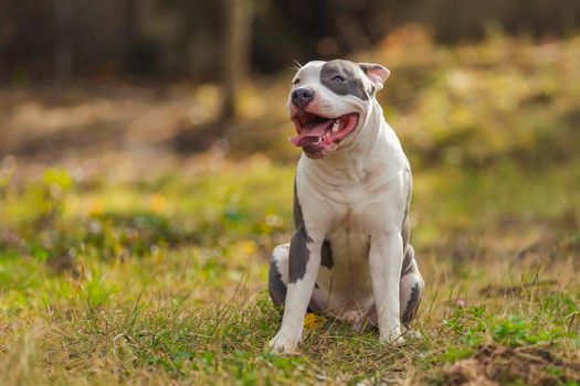 positive pit bull puppy on the lawn