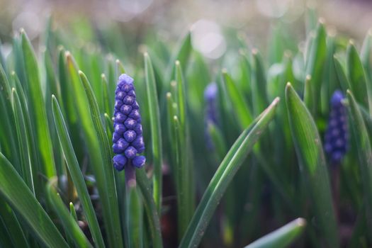 Group of blue flowers in bright sunlight, spring background with grape hyacinth blooming in springtime garden, Muscari armeniacum bluebells.