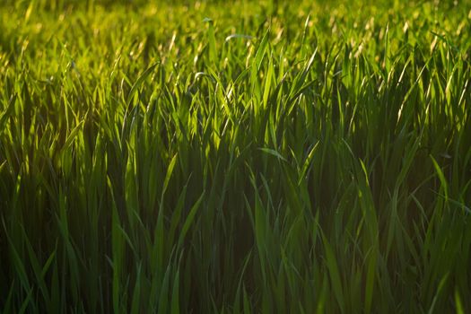 Green grass background. Green grass with bokeh. Out of focus background grass.