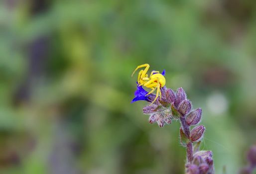 Cute little yellow spider on the flower with copy space