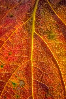 Background of a colorful autumn leaf. Close-up