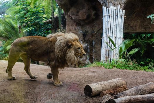 A lion lies on a stone and looks forward