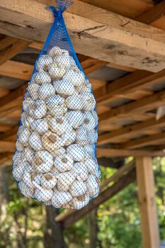 Hanging dried garlic in nylon net bag at a market 