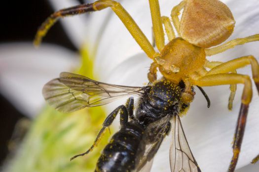 Yellow spider hunt and eat a bee on a flower. Close up