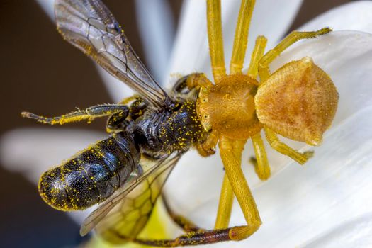 Yellow spider hunt and eat a bee on a flower. Close up