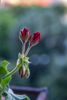 a close look at beautiful red buds and green leaves of Pelargonium and Geranium flower. Vertical view