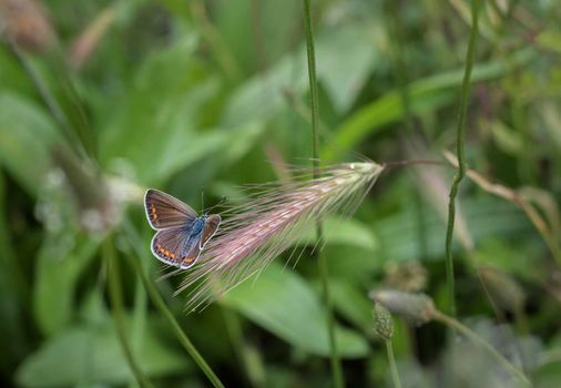a beautiful butterfly perched on an grass of a meadow