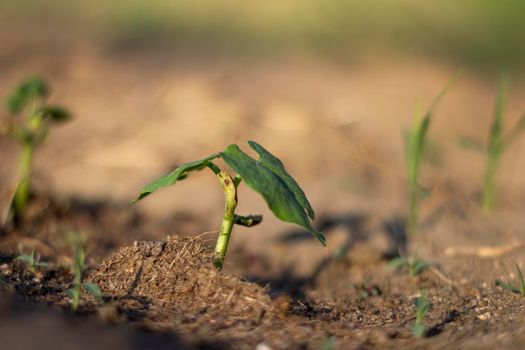 Beautiful nature, the young beans plant grow in the soil. Close 