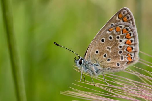 Beautiful colorful butterfly on flower in garden , blurred background. Close up