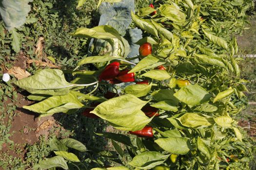 red peppers growing in the garden. Vertical view