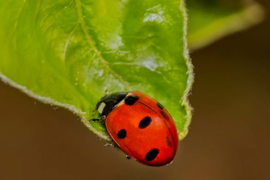 The Ladybird sits on a colored leaf. Macro photo of ladybug close-up. Coccinellidae.