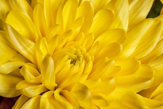 Beauty yellow chrysanthemum flower. Background of a yellow chrysanthemum flower close-up. Tender flower. Nature.