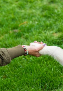 The dog gives a paw to a man. Selective focus. Animal.