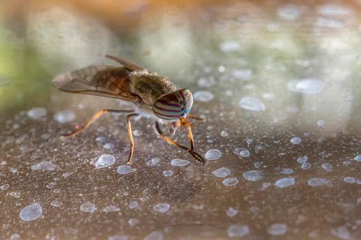 The Many Thousand Eyes of a Female Striped Horse-Fly (Tabanus lineola)