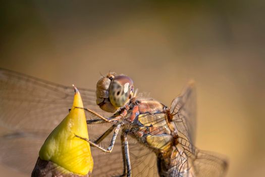 Beautiful macro of the dragonfly sitting on a twig. A dragonfly is an insect belonging to the order Odonata, infraorder Anisoptera.