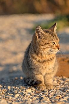 Cute stray kitten sitting on the ground. Blurred background.
