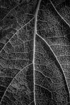 close-up of macro texture of leaf, black and white photo