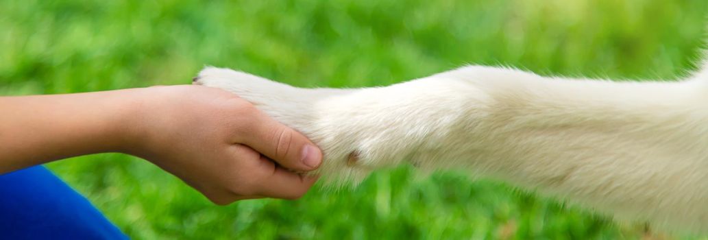 The dog gives a paw to a man. Selective focus. Animal.