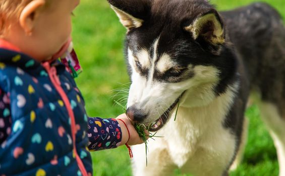 Baby is playing with a husky dog. Selective focus. Animal.