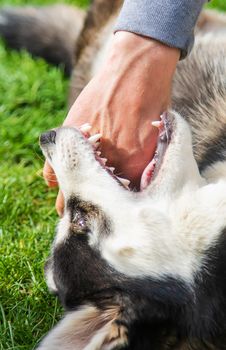 Husky dog bites a man. Selective focus. Animal.